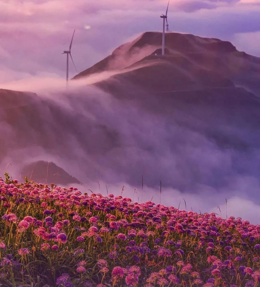 万亩云上花海开了,只美20天!