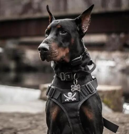 养杜宾犬,要知道的6件事,你能接受吗?