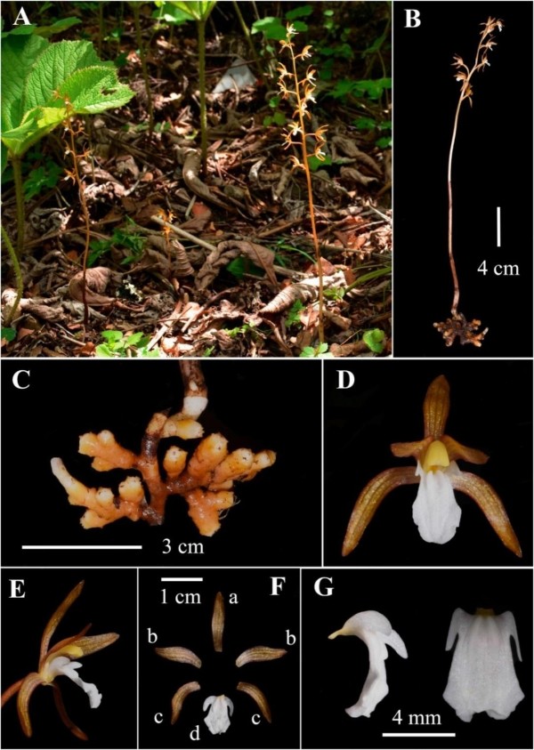 武漢植物園在四川發現蘭科植物一新物種和六個新記錄種 中國熱點