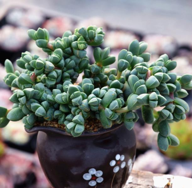 3种喜水多肉不用严格控水经常浇水长势好适合新手