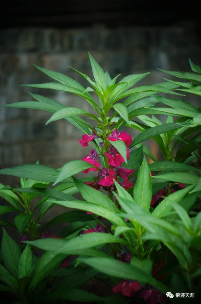 农历中国|七月初十·凤仙花_腾讯新闻