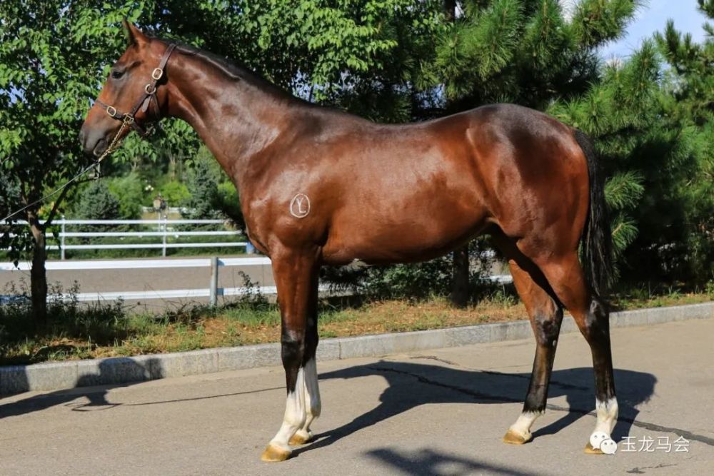 这匹玉龙马业自主繁育的精品周岁雄马血统名贵,已经显现出优秀基因
