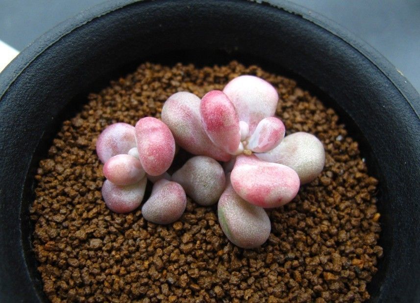 多肉萌物桃蛋并不难养价格亲民打理和繁殖都容易