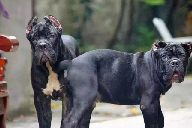 咬合力很强能打架的狗,咬合力肯定很强,卡斯罗就是其中之一,如果有