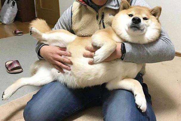 1,"公主抱"公主式抱法会让狗狗最脆弱的腹部袒露在外,而这会让它们