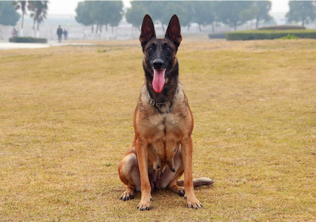 原来"公马犬"这么好,怪不得养的人,越来越多了!