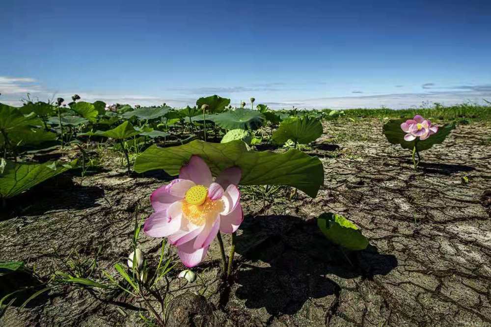 黑龙江密山旱地荷花花开正艳