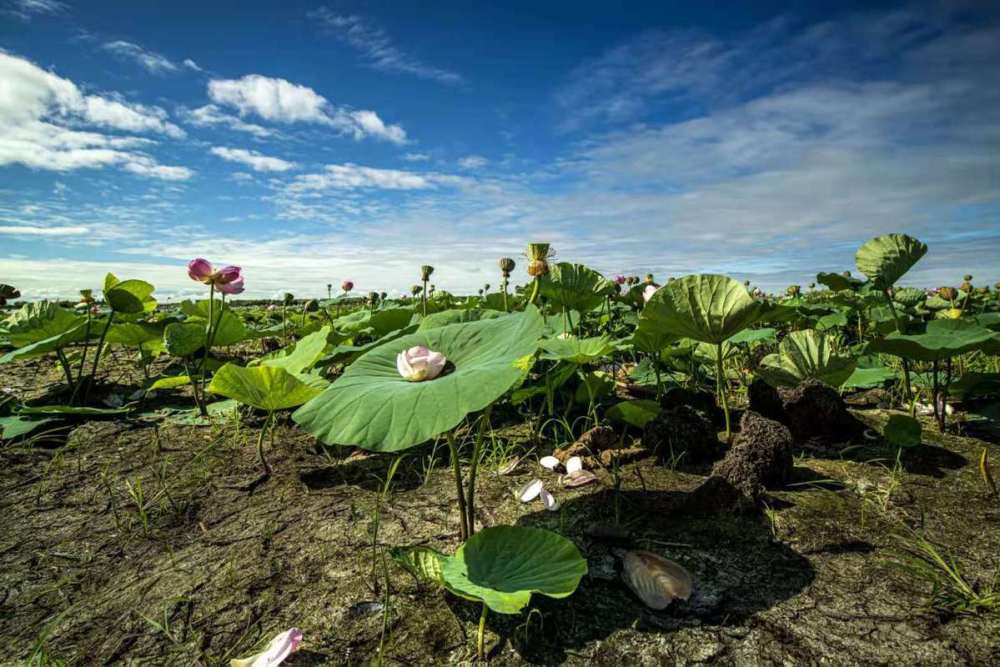 黑龙江密山旱地荷花花开正艳