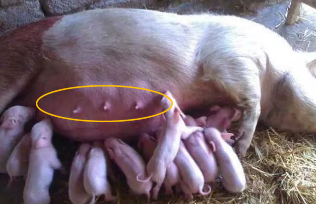 母猪胎衣和胎盘的图片图片
