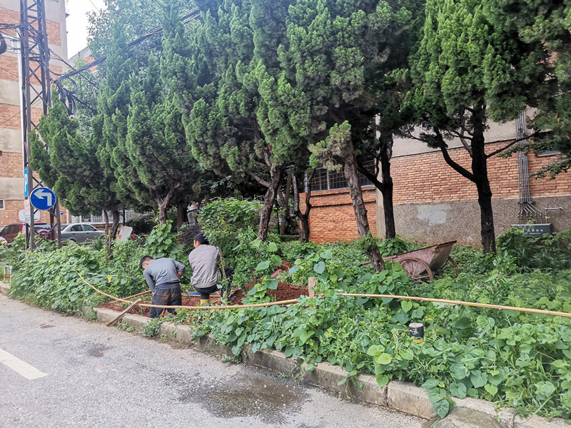 小區綠化帶變停車區 社區:緩解道路擁堵 後期將補種綠化帶