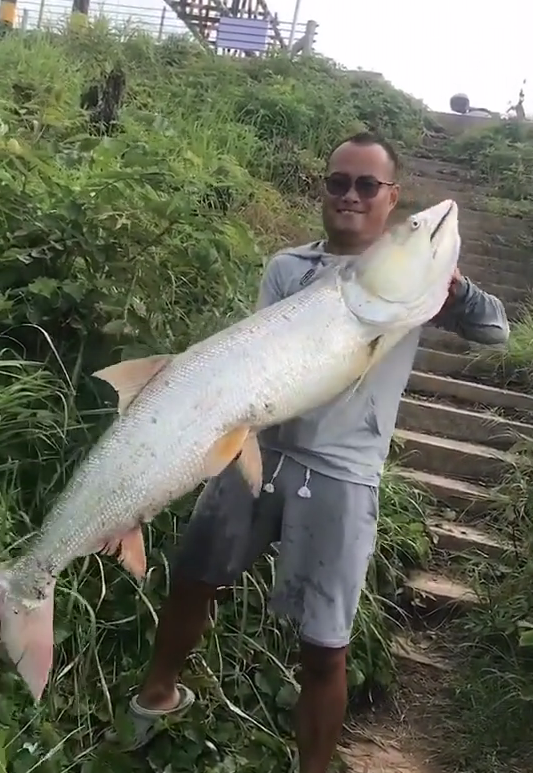 梧州钓鱼人河里钓起70斤铜头鱼,800元被鱼贩收走