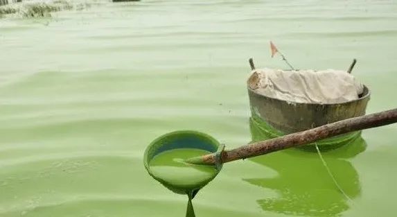 鱼塘投喂量大,有机质多,导致藻类丰富,老绿水,浓绿水爆发怎么改善?