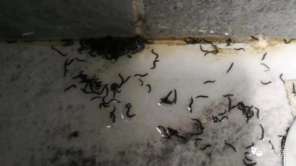 仙居碧桂园超期交付 虫患成灾
