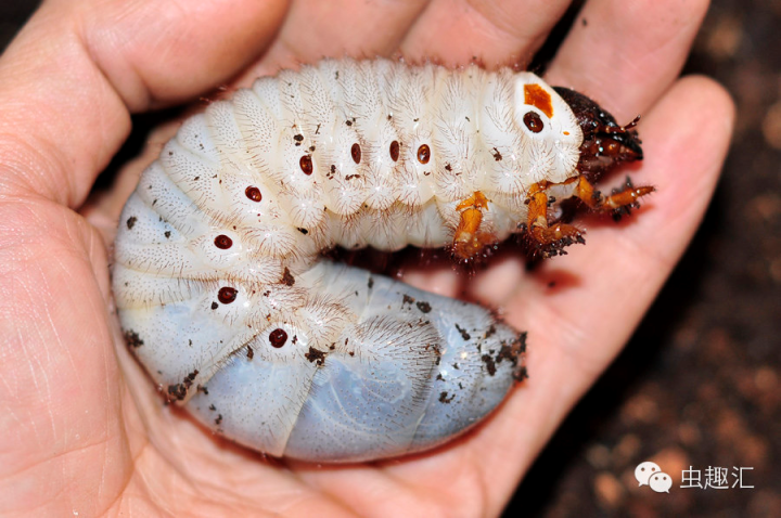 甲虫爸爸和蝴蝶女儿 这对父女每天编一个睡前昆虫小剧场 腾讯新闻