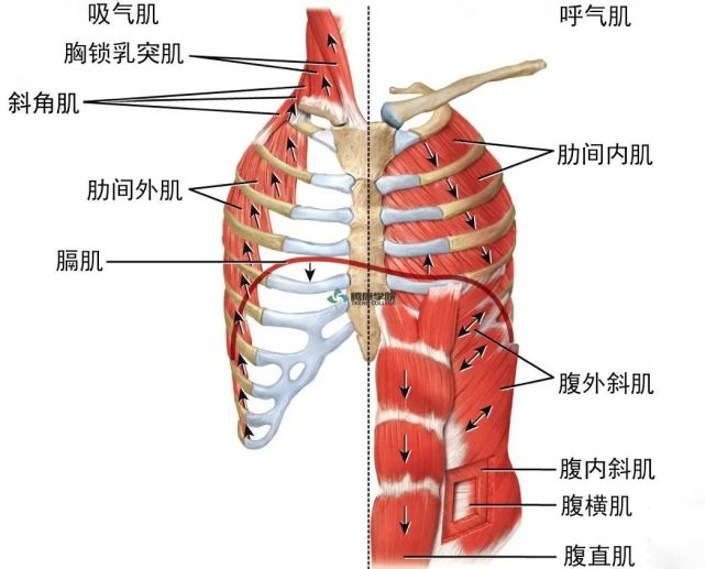 参与呼吸的肌肉都有哪些|背阔肌|肌肉|肋间肌|吸气肌|腰方肌|腹肌