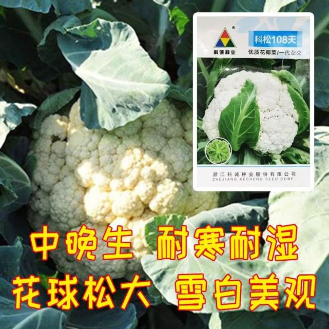 花球雪白松大 米粒小 这款中晚熟松花菜品种 品质超棒哦 腾讯新闻