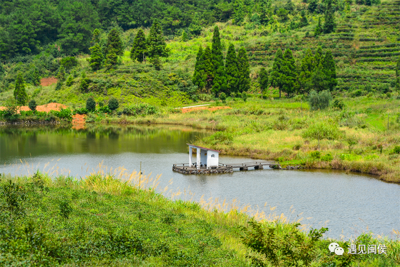 茶,花的独特意境不妨到雪峰村"五一"假期"村游"闽侯县大湖乡雪峰村
