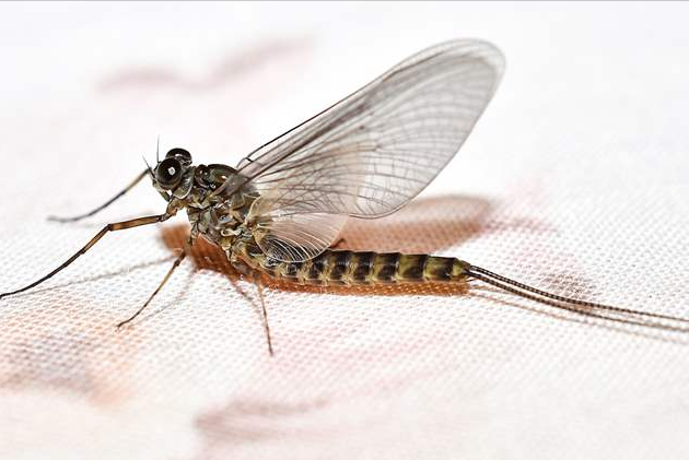 河南邓州蜉蝣大爆发是异常天气的征兆吗带你了解蜉蝣的一生