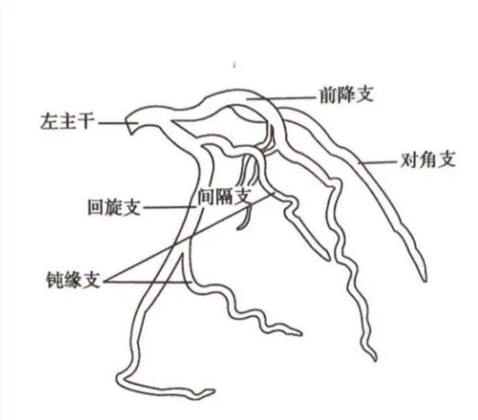 rao 30°   cau 20°),主要显示回旋支近段(比正足位更加准确),钝缘支