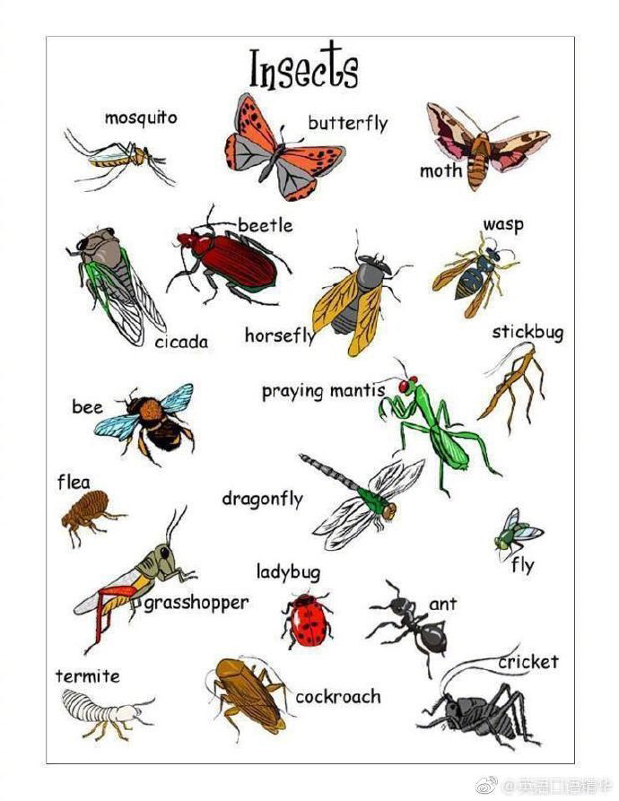 500种昆虫的名字图片