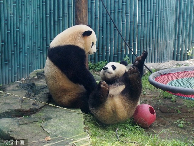 北京:大熊猫双胞胎姐妹嬉戏打闹惹人喜爱