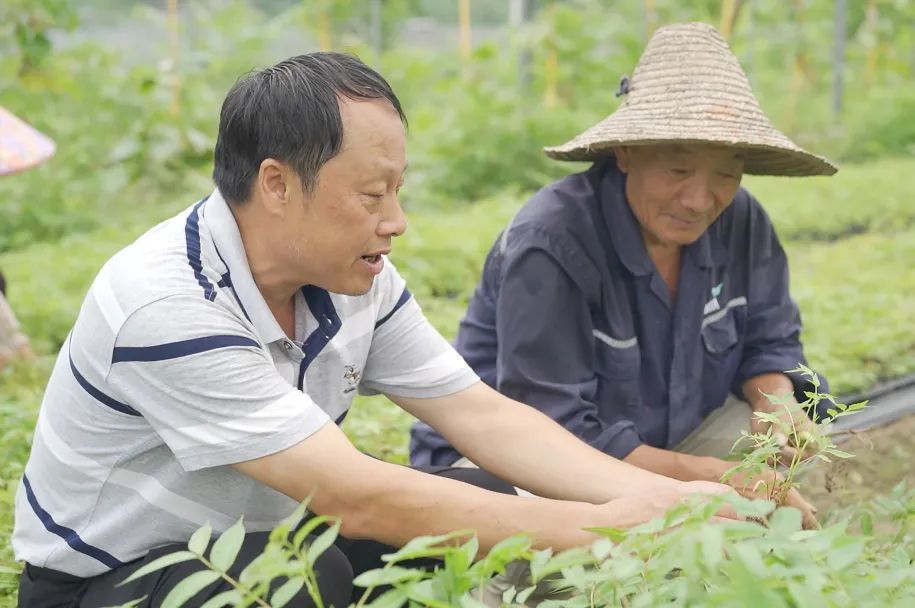 "最美林业人"候选人】徐志坚"香椿"振兴 逐梦"志坚"