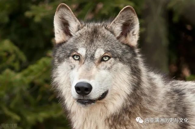 木材狼(犬狼瘡)對抗綠色timber wolf (canis lupus) against在俄羅斯