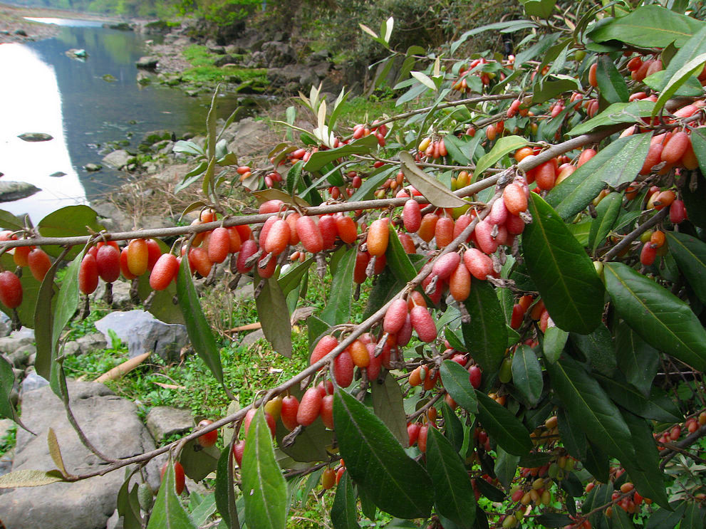 俗称羊奶果儿时当零食如今被偷砍你家山里若还有珍惜