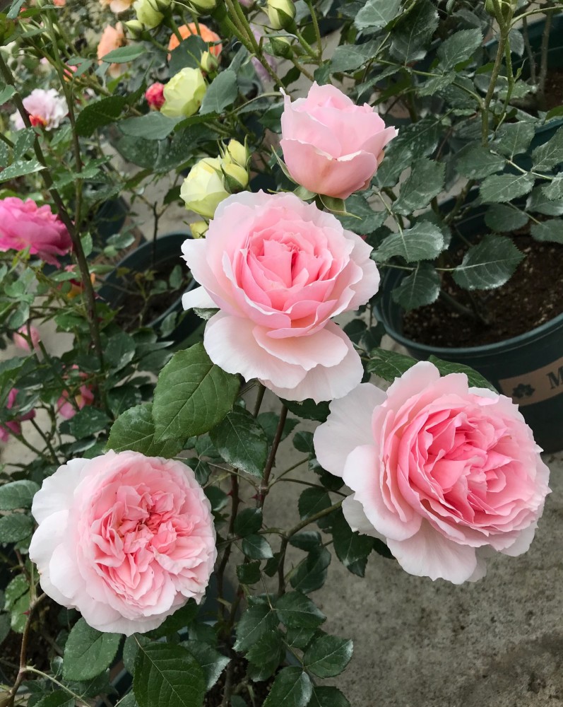 月季花界的"仙女"—威基伍德,又美又仙,浓香四溢,阳台也能养_腾讯新闻