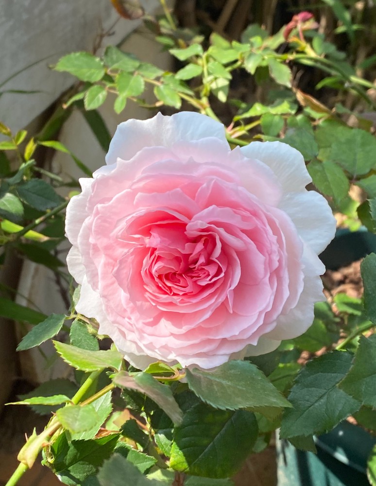 月季花界的仙女威基伍德又美又仙浓香四溢阳台也能养