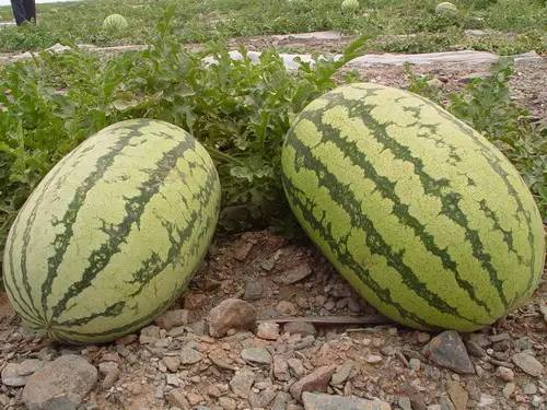 西瓜起源于哪里为何原产地的人不爱吃