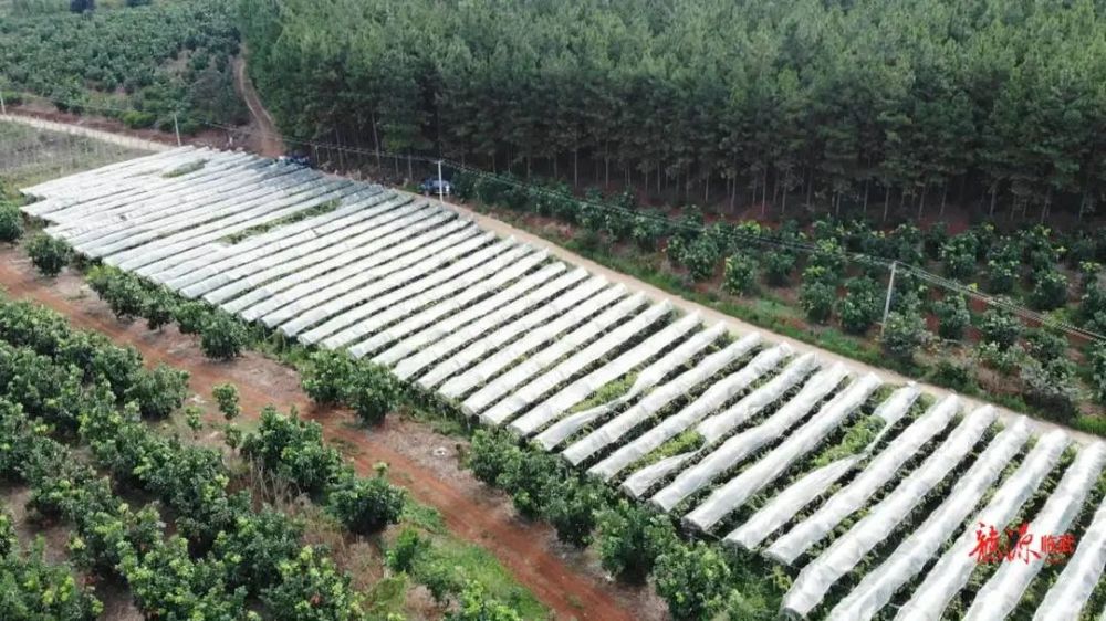 阳光玫瑰葡萄栽培技术规程