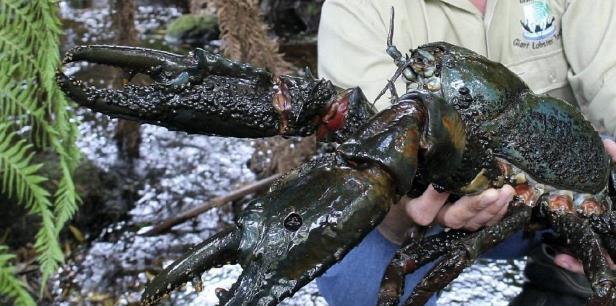 世界上最大的淡水龙虾这座岛上到处都是六公斤算是路人