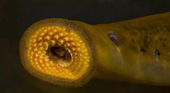 世界上最恐怖的四种动物 巨型蚂蝗堪称 抽血机 腾讯新闻