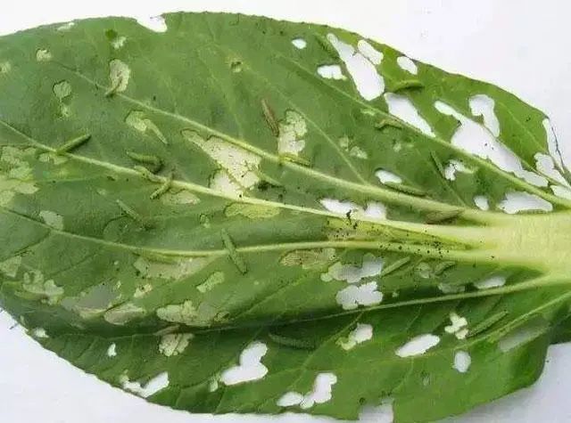 十字花科小菜蛾虫害难治看完这个一打一个准