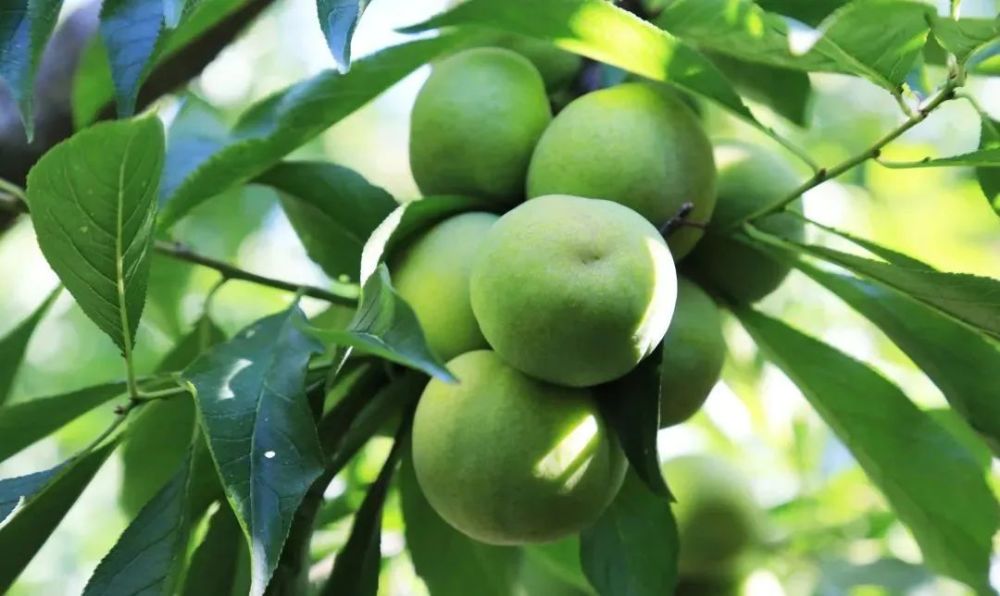 【创建天府旅游名县】八月水果季,新鲜抿抿甜!