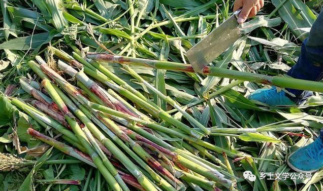 乡情散文:当年的甜杆_腾讯新闻