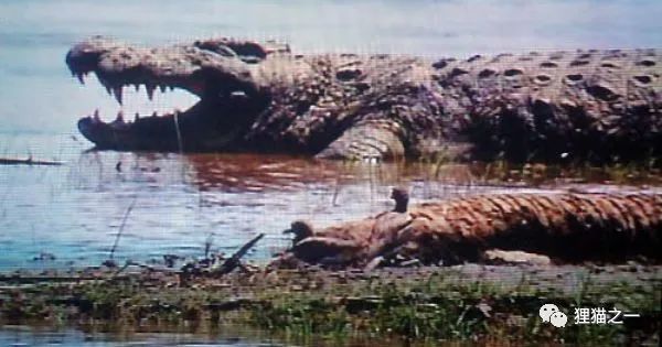 传奇巨鳄古斯塔夫图片