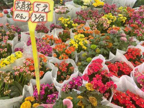 郫都花卉市场图片
