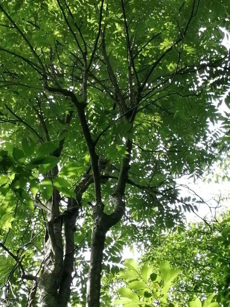 100多株乐昌发现伯乐树自然群落属国家一级保护植物