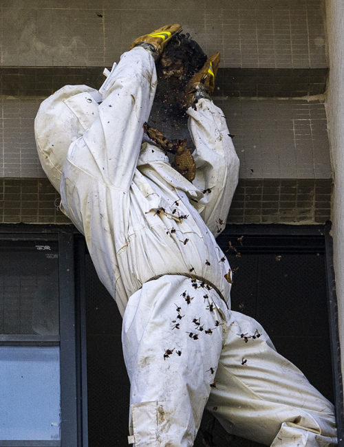 马蜂进城惹人烦涪陵消防解民忧