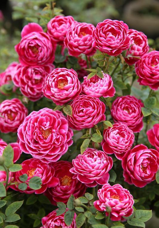 它是世界名花,全年开花,漂亮不输牡丹,花香不输兰花,值得养