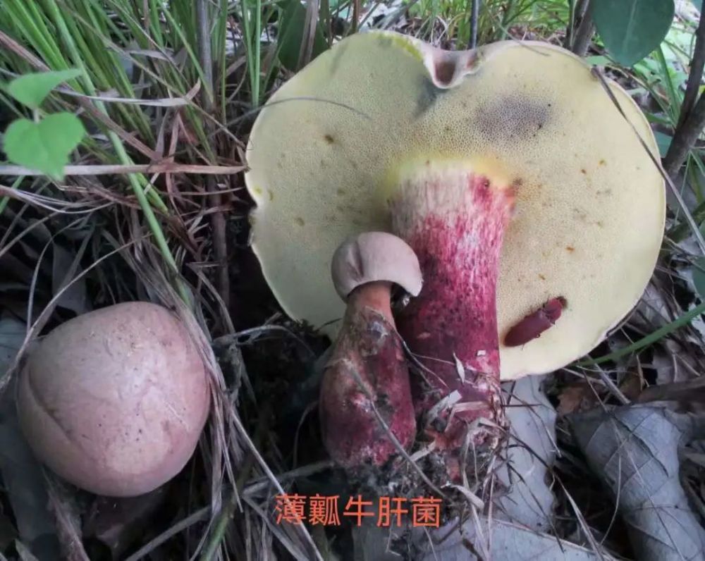 牛肝菌中毒有什么表现?主要引起胃肠炎型和神经精神型两种中毒表现.