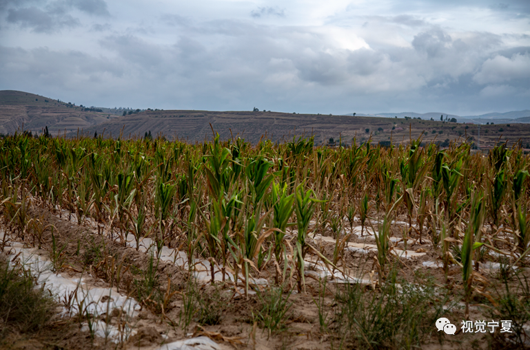 图说丨2021年西海固旱灾纪实_腾讯新闻
