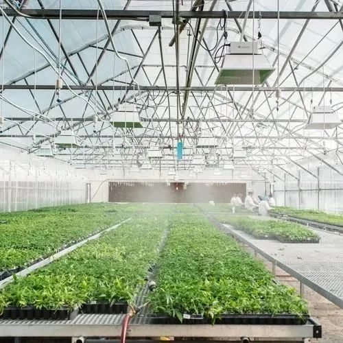 这种独特的大麻生物农业技术将改变世界