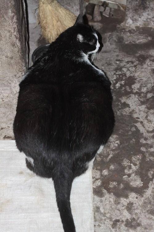 世上最肥的猫不是橘猫,而是这只被奶奶喂大的奶牛猫!网友:难怪