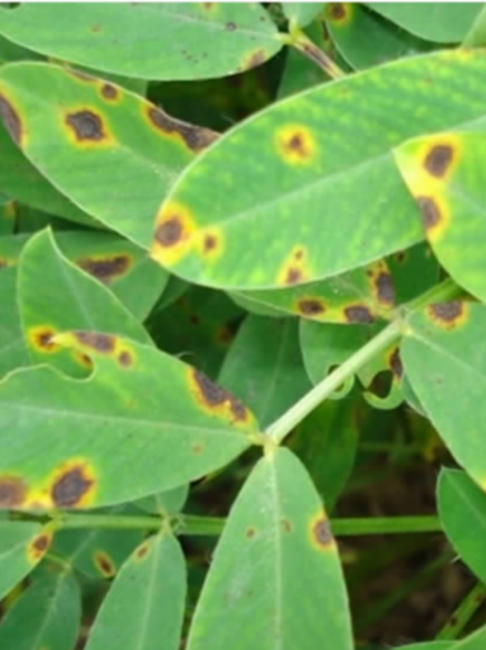 花生叶斑病之1-褐斑病症状与防治措施|花生叶斑病|花生|杀菌剂