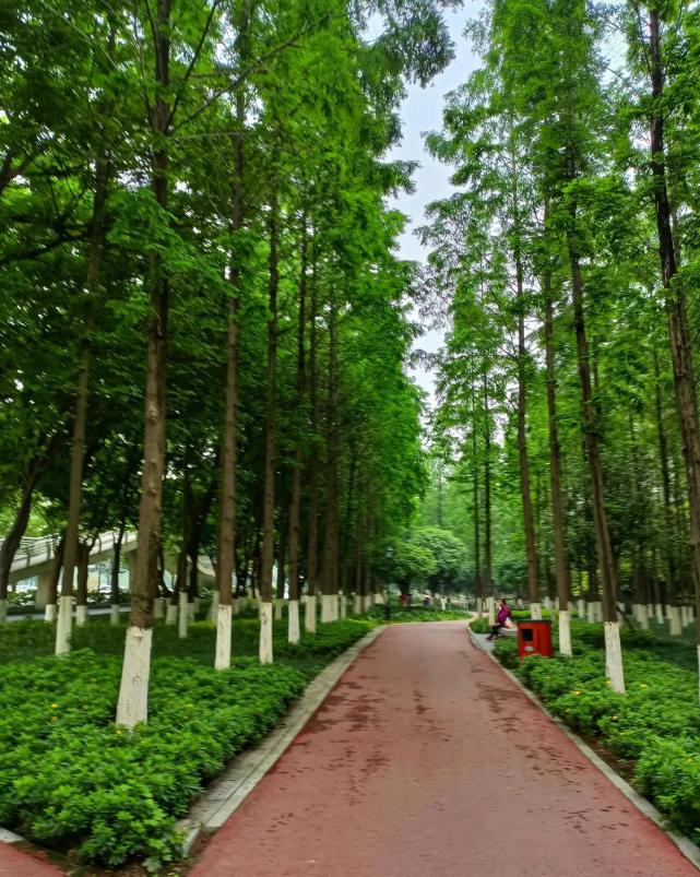 成都三环边最具森林意味的地方苏坡公园