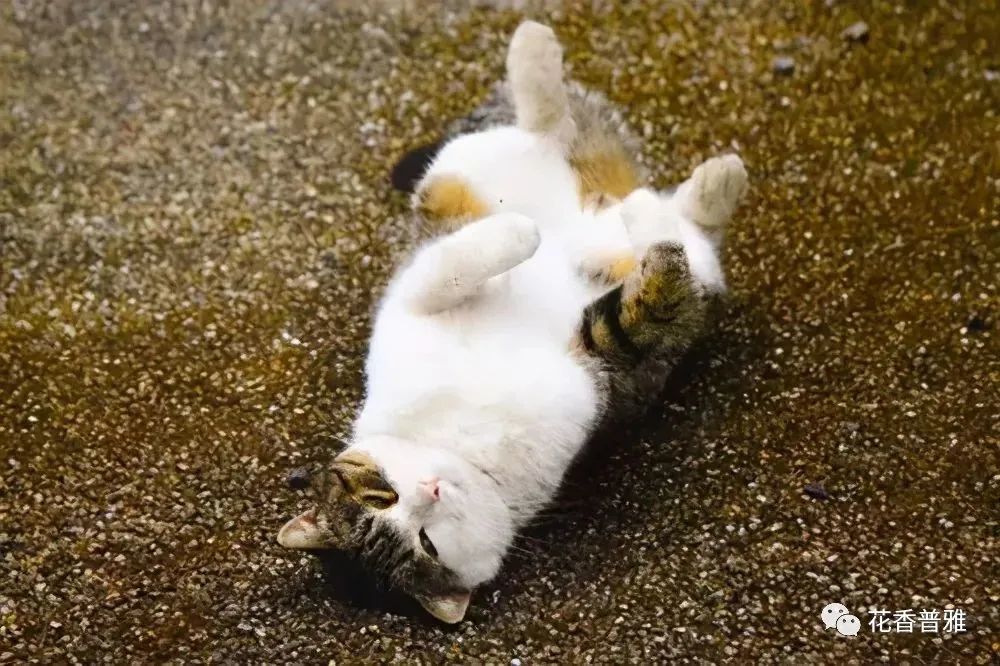 猫咪躺在地上撒泼打滚,不止卖萌,还有这6点理由