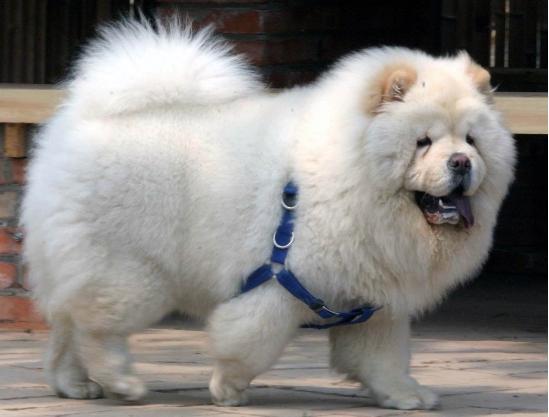 坏人的天敌孩子们的天使松狮犬